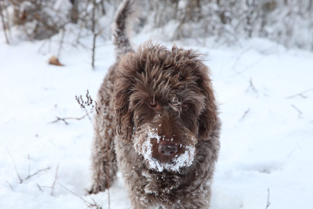 Cora im Schnee